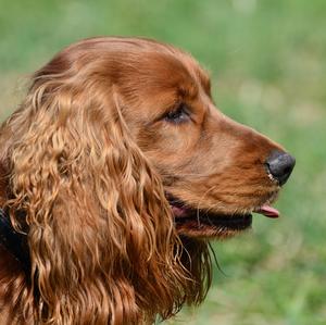 Spaniel (English Cocker)