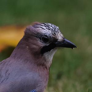 Eurasian Jay