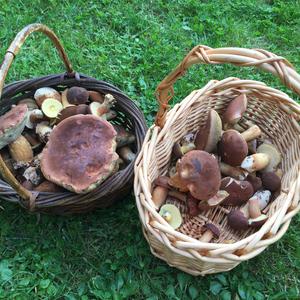 Bay Bolete