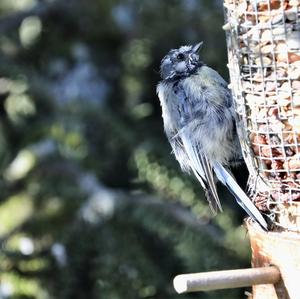 Blue Tit