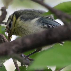 Blue Tit