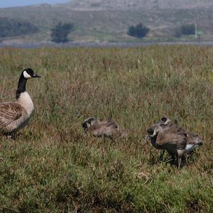 Canada Goose