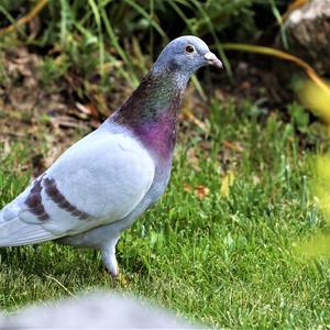 Rock Pigeon