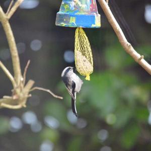 Long-tailed Tit