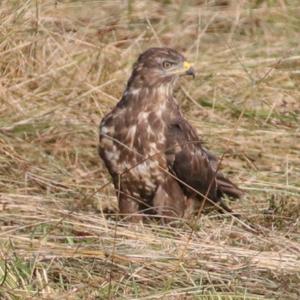 Mäusebussard