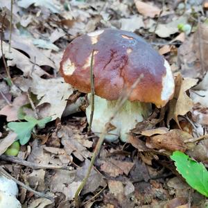 King Bolete