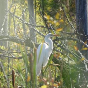 Great Egret