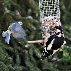 Great Spotted Woodpecker