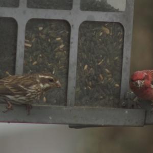 Red Crossbill