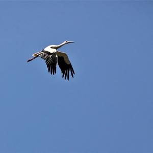 White Stork