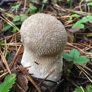 Pestle-shaped Puffball