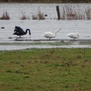 Höckerschwan