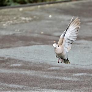 Eurasian Collared-dove