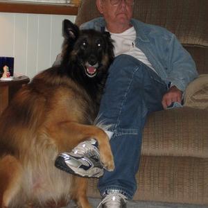 Belgian Tervuren