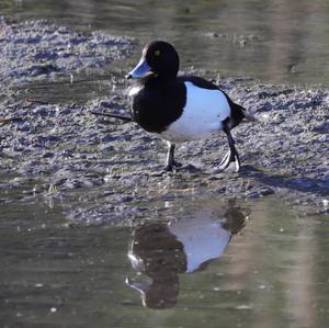 Tufted Duck