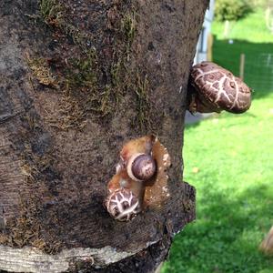 Shiitake Mushroom