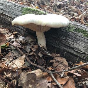 Scaly Lentinus