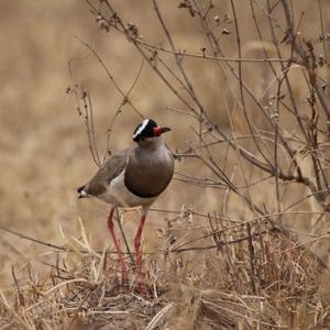 Crowned Lapwing