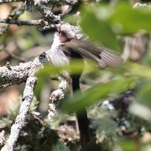 Long-tailed Tit