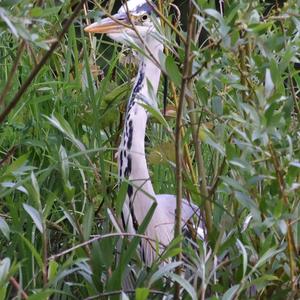 Grey Heron