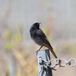 Black Redstart