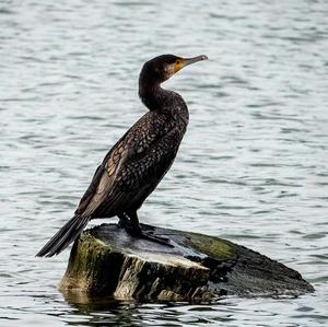 Great Cormorant