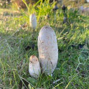 Shaggy Mane