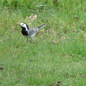 White Wagtail