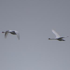 Mute Swan