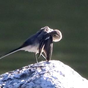 White Wagtail