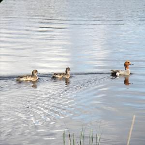 Eurasian Wigeon