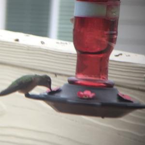 Costa's Hummingbird