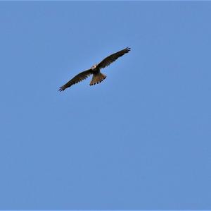 Common Kestrel