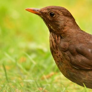 Eurasian Blackbird