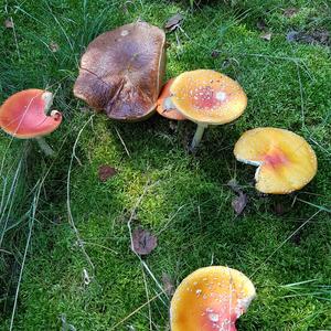 Fly Agaric