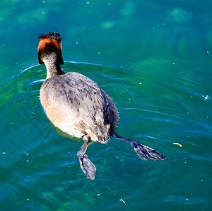 Great Crested Grebe