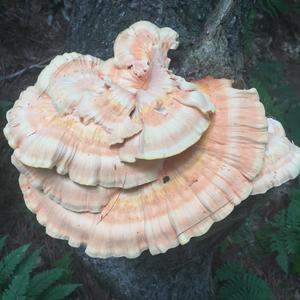 Chicken Mushroom