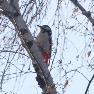 Great Spotted Woodpecker