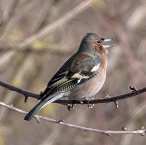 Eurasian Chaffinch