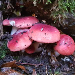 Bare-toothed Russula