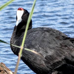 Red-knobbed Coot