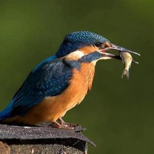 Common Kingfisher