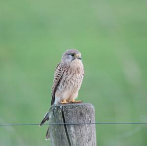 Common Kestrel