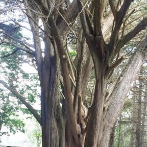 Cypress (Monterey)