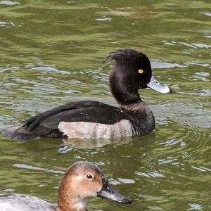 Tufted Duck