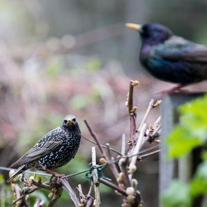 Common Starling