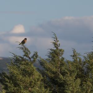 European stonechat