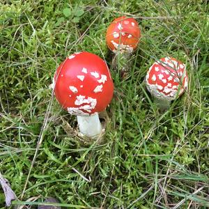 Fly Agaric