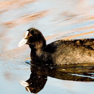 Common Coot