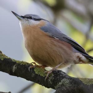 Wood Nuthatch